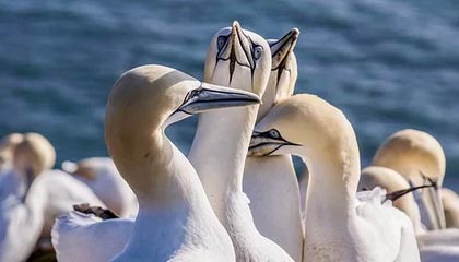 开云官网在线-明星运动员线上见面会粉丝热情高涨，运动员找明星