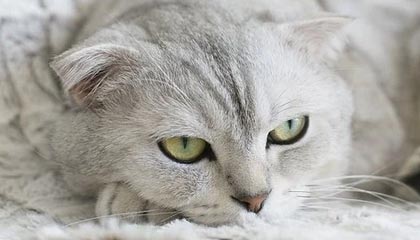 kaiyun 开云体育-快船落后分尴尬惨败独行侠，莱昂纳德单场分难救主，快船球星莱昂纳德