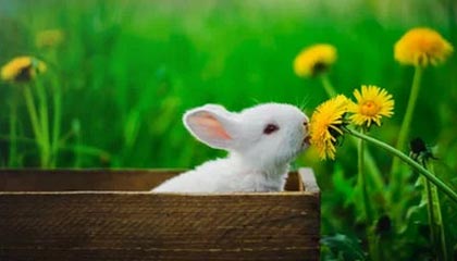 开云官网首页-葡萄牙体育射手本赛季进球不断，葡萄牙国家队射手排名